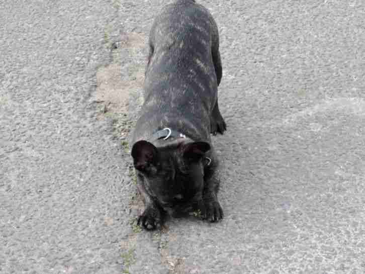 SEAT LEON 1.8T 20V CUPRA TURBO PETROL GREY 90K MILES FSH ENTHUSIAST OWNED